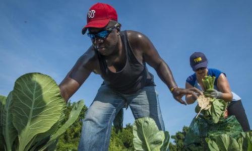 Two farmers working together to pick crops